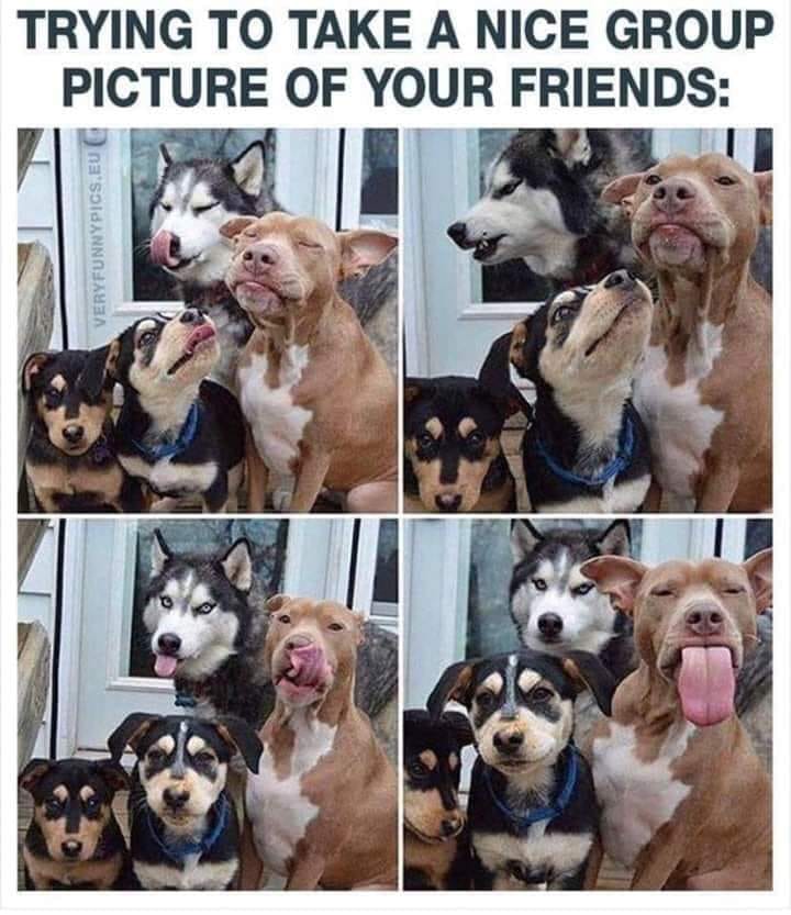 funny animal cooperation - Trying To Take A Nice Group Picture Of Your Friends Very Funnypics.Eu