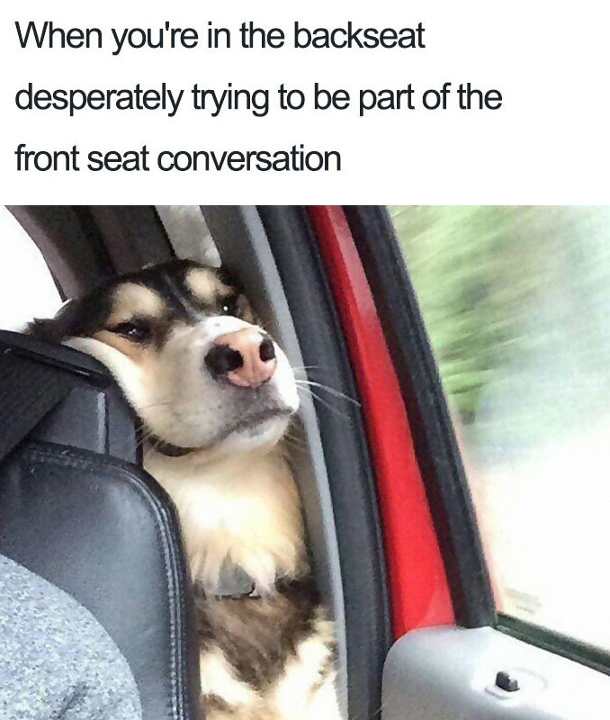 doggo memes - When you're in the backseat desperately trying to be part of the front seat conversation