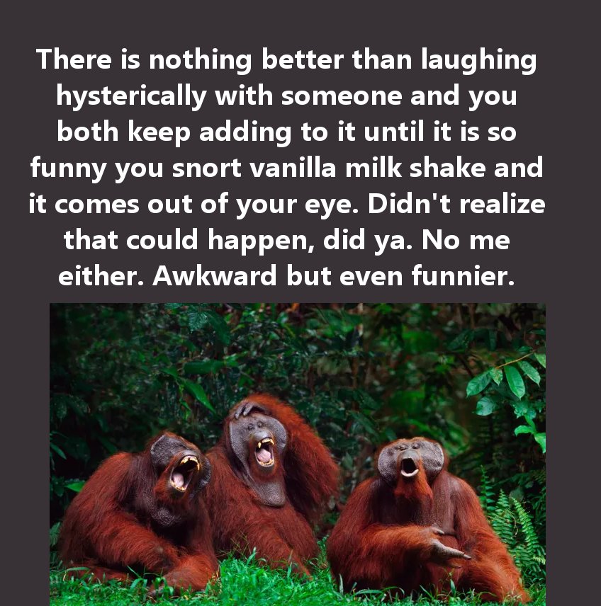 laughing animals - There is nothing better than laughing hysterically with someone and you both keep adding to it until it is so funny you snort vanilla milk shake and it comes out of your eye. Didn't realize that could happen, did ya. No me either. Awkwa