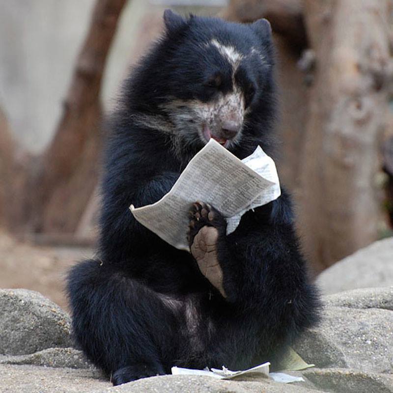 bear reading