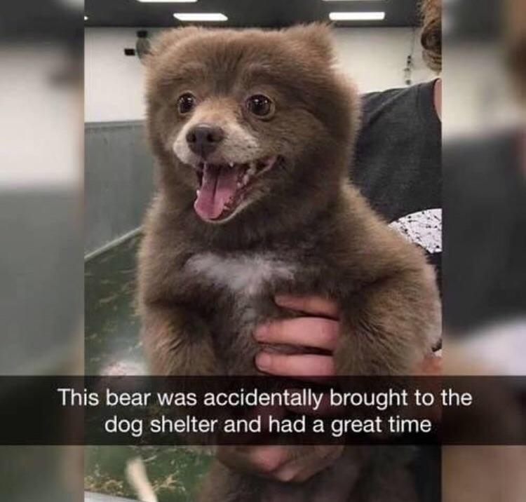 cute funny - This bear was accidentally brought to the dog shelter and had a great time