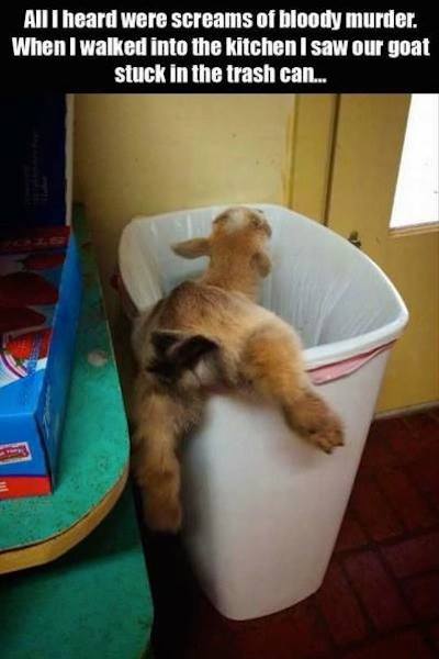 funny animal snapchats - All I heard were screams of bloody murder. When I walked into the kitchen I saw our goat stuck in the trash can...