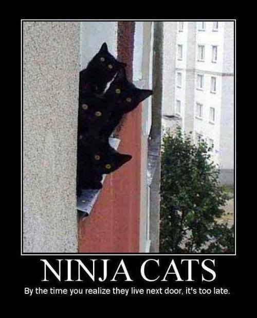 funny pictures with ninja cats - Ninja Cats By the time you realize they live next door, it's too late,