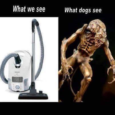 we see what dogs see - What we see What dogs see