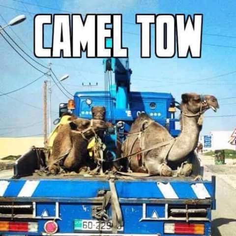 Humour - Camel Tow 160229