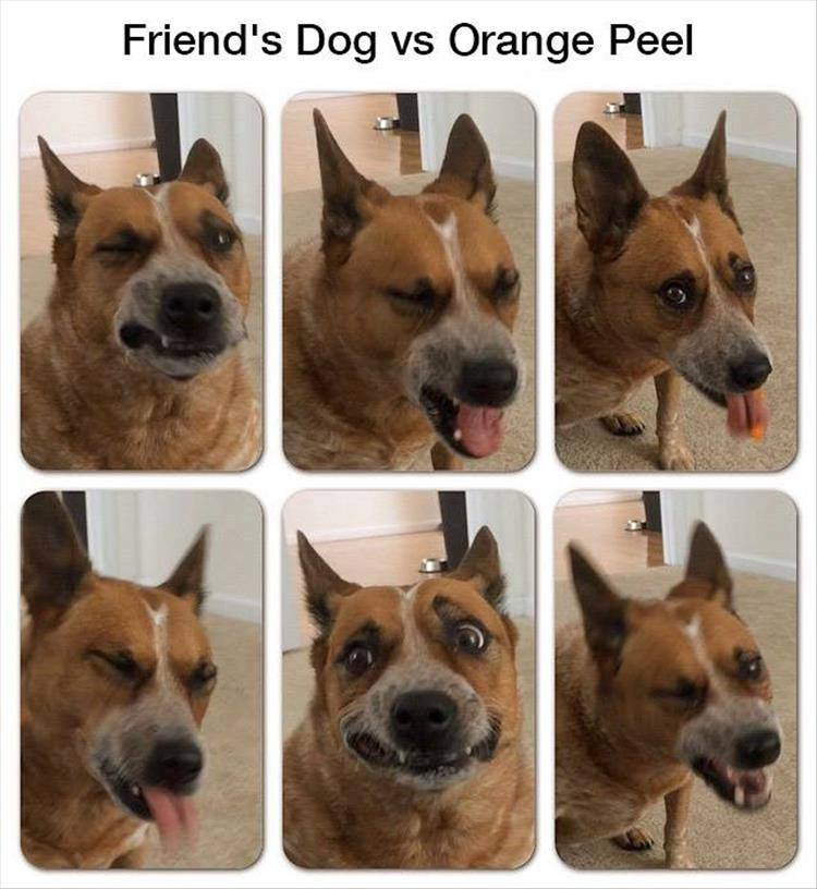 dog eats lemon meme - Friend's Dog vs Orange Peel