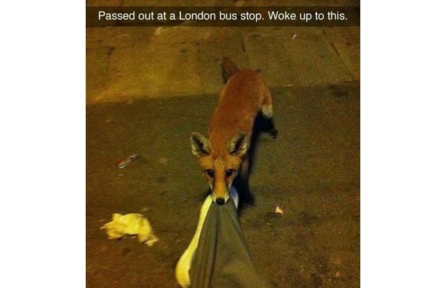fox bus stop london - Passed out at a London bus stop. Woke up to this.