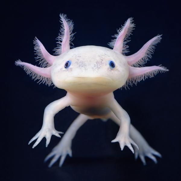 creepy axolotl - Wwmo Va