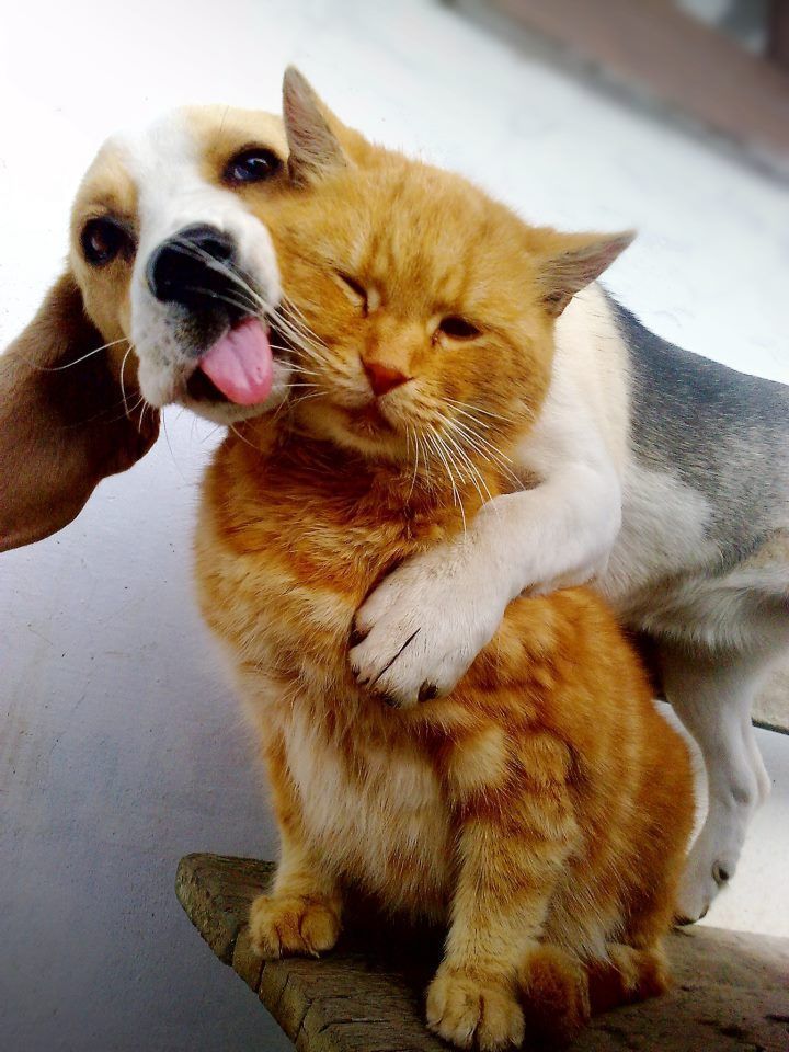 dog and cat funny