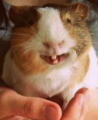 guinea pig smiling