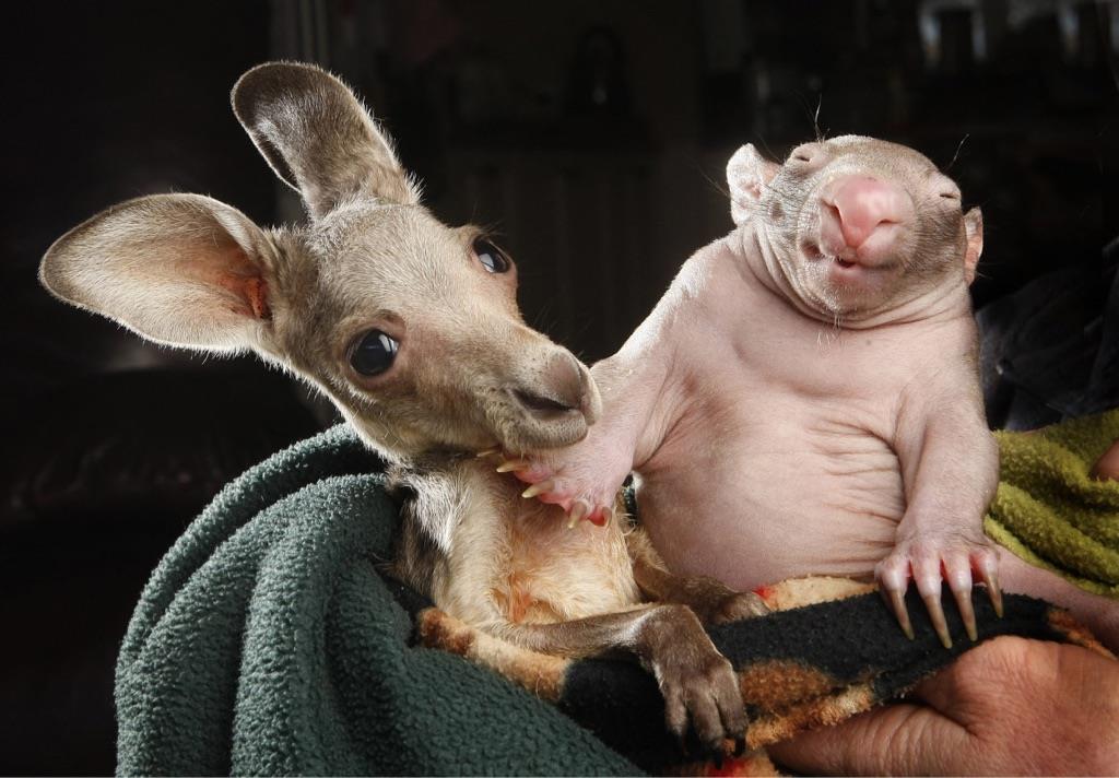 wombat and kangaroo