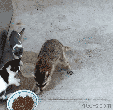 trash panda stealing food gif - 4 GIFs.com