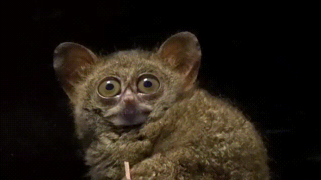 tarsier opening eyes gif