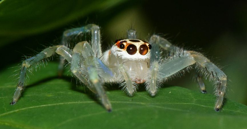 poisonous spider