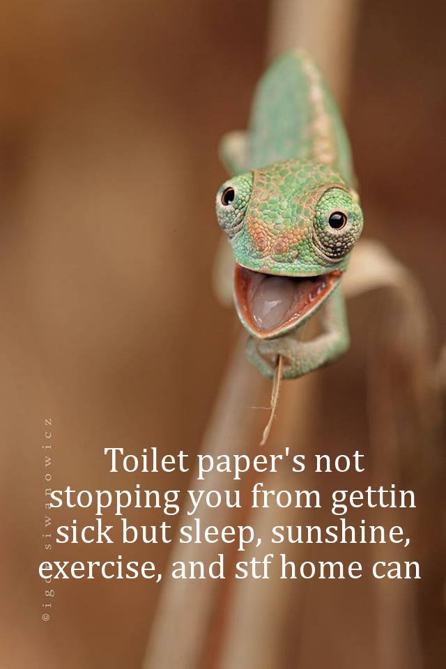 baby chameleon - D si wanowicz Toilet paper's not stopping you from gettin sick but sleep, sunshine, exercise, and stf home can