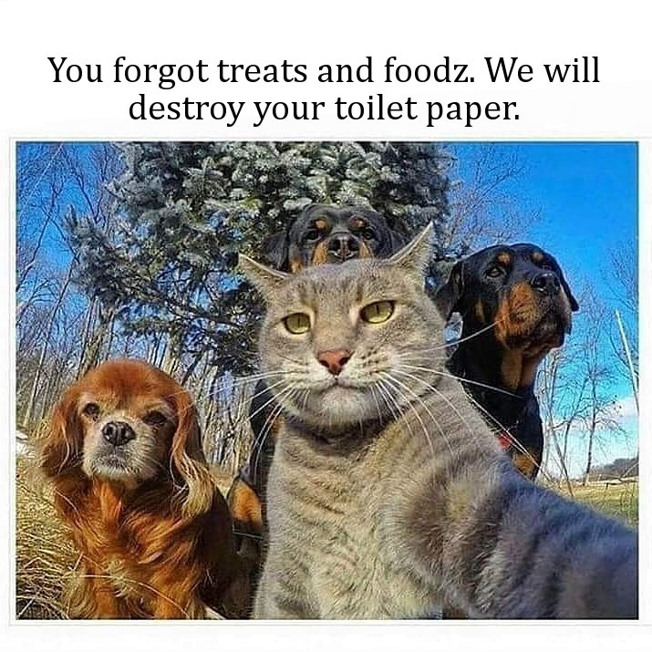 animal selfie meme - You forgot treats and foodz. We will destroy your toilet paper.