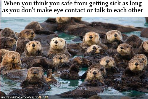 california sea otters - When you think you safe from getting sick as long as you don't make eye contact or talk to each other Toanhascreezburger.Com