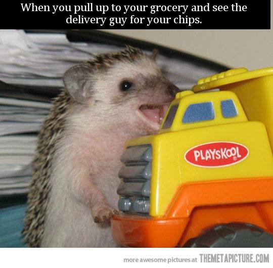 mechanic hedgehog - When you pull up to your grocery and see the delivery guy for your chips. PLAYsRG more awesome pictures at Themetapicture.Com