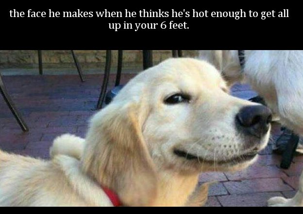 animal memes - the face he makes when he thinks he's hot enough to get all up in your 6 feet.