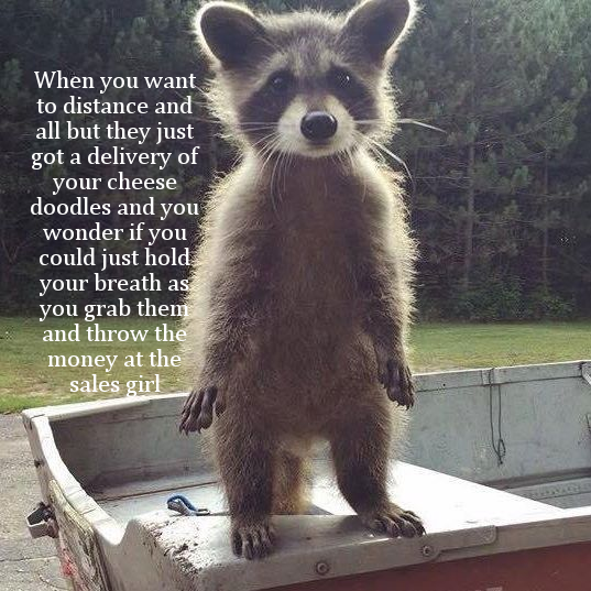 emergency raccoon - When you want to distance and all but they just got a delivery of your cheese doodles and you wonder if you could just hold your breath as you grab them and throw the money at the sales girl
