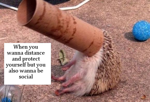 funny hedgehog - When you wanna distance and protect yourself but you also wanna be social