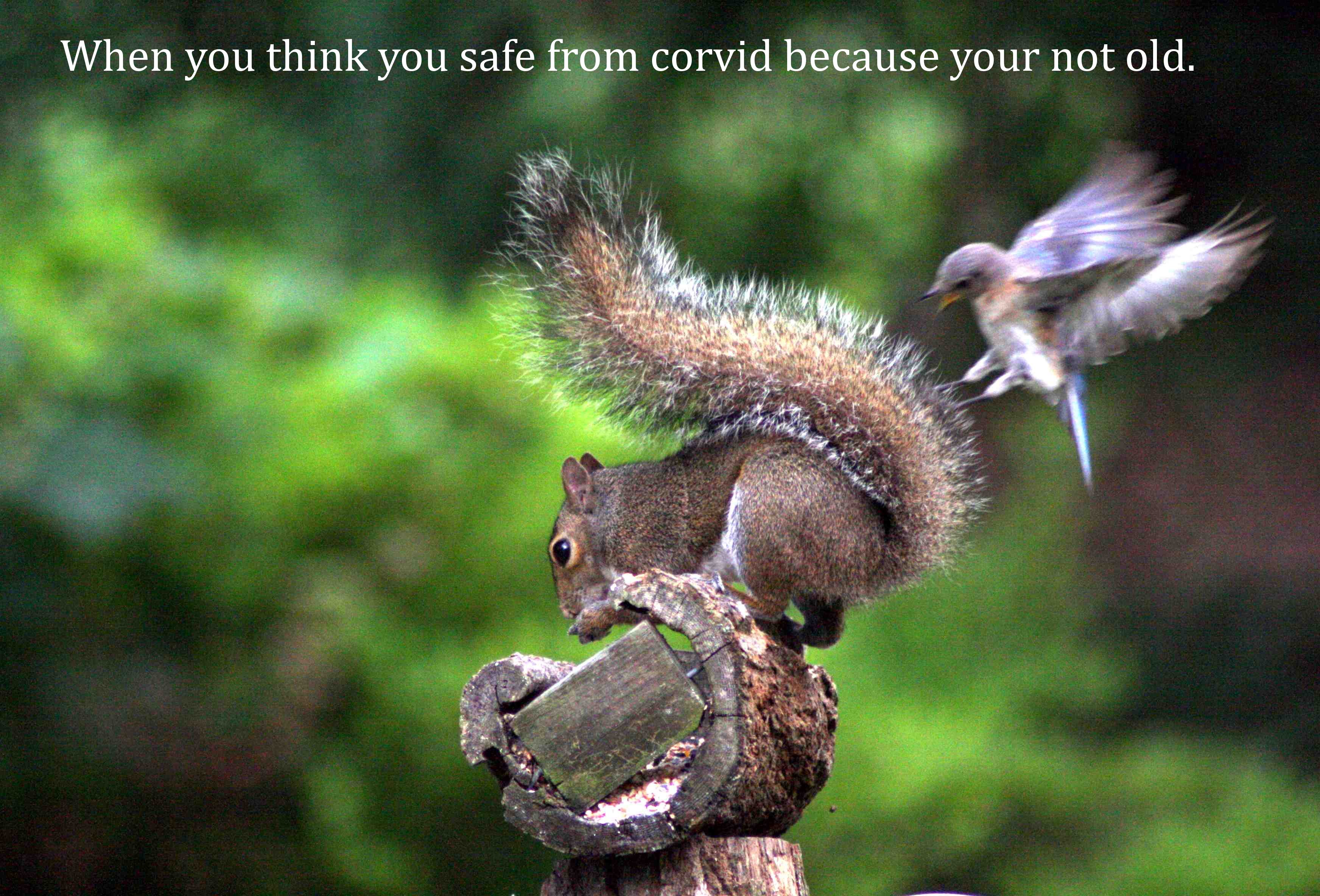 chipmunk - When you think you safe from corvid because your not old.