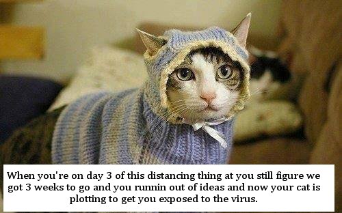 cats in sweaters - When you're on day 3 of this distancing thing at you still figure we got 3 weeks to go and you runnin out of ideas and now your cat is plotting to get you exposed to the virus.