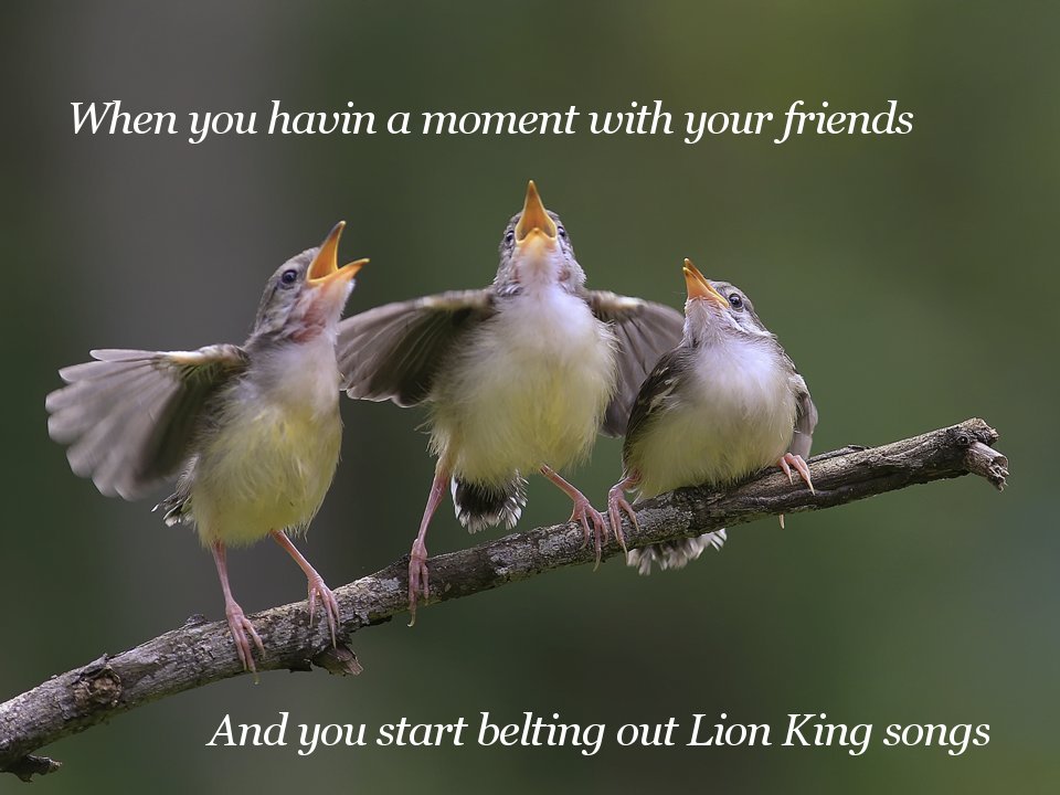 When you havin a moment with your friends And you start belting out Lion King songs