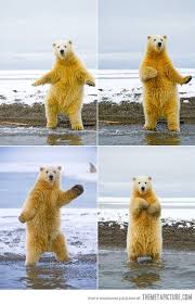 polar bear dancing meme