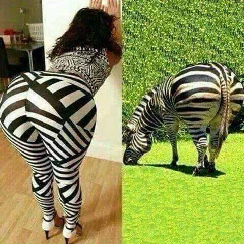 zebra funny - Tn SRIUMp Wil