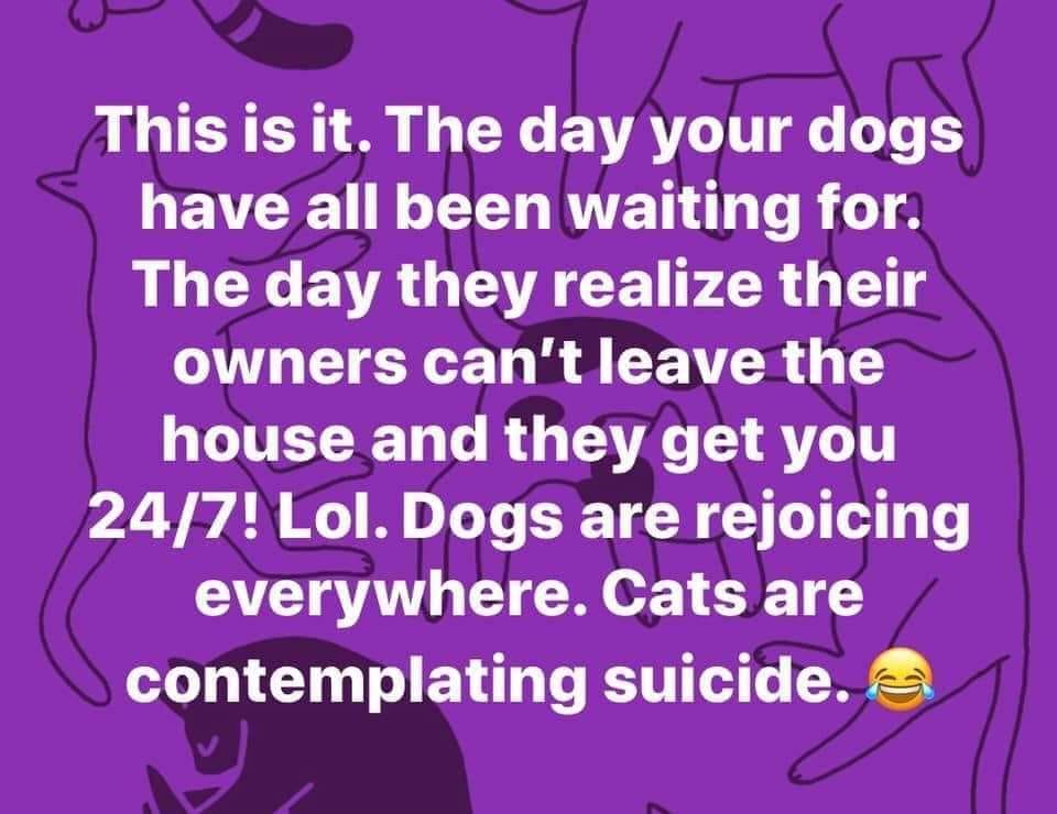 This is it. The day your dogs have all been waiting for. The day they realize their owners can't leave the house and they get you 247! Lol. Dogs are rejoicing everywhere. Cats are contemplating suicide.