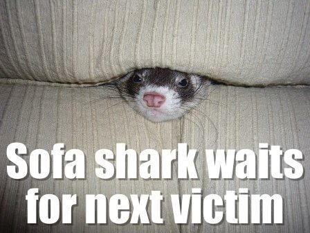 ferret memes - Sofa shark waits for next victim