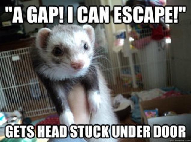 ferret pictures funny - "A Gap! I Can Escape!" Gets Head Stuck Under Door