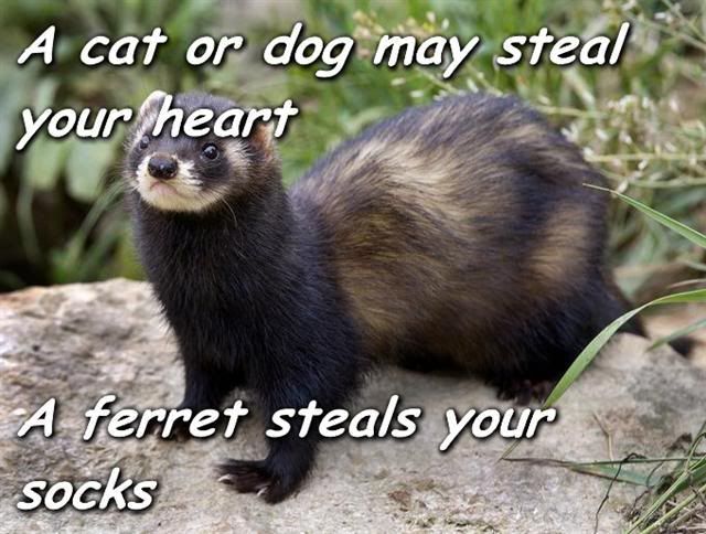 funny ferret - A cat or dog may steal your heart A ferret steals your socks