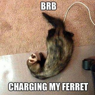 funny ferret memes - Brb Charging My Ferret