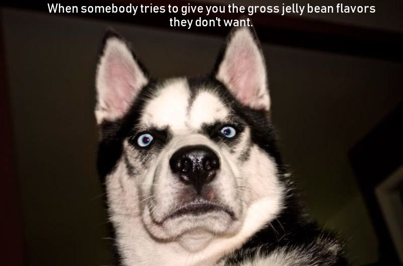 dog looking shocked - When somebody tries to give you the gross jelly bean flavors they don't want.