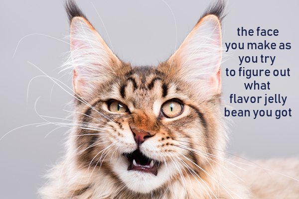amazing cat - the face you make as you try to figure out what flavor jelly bean you got