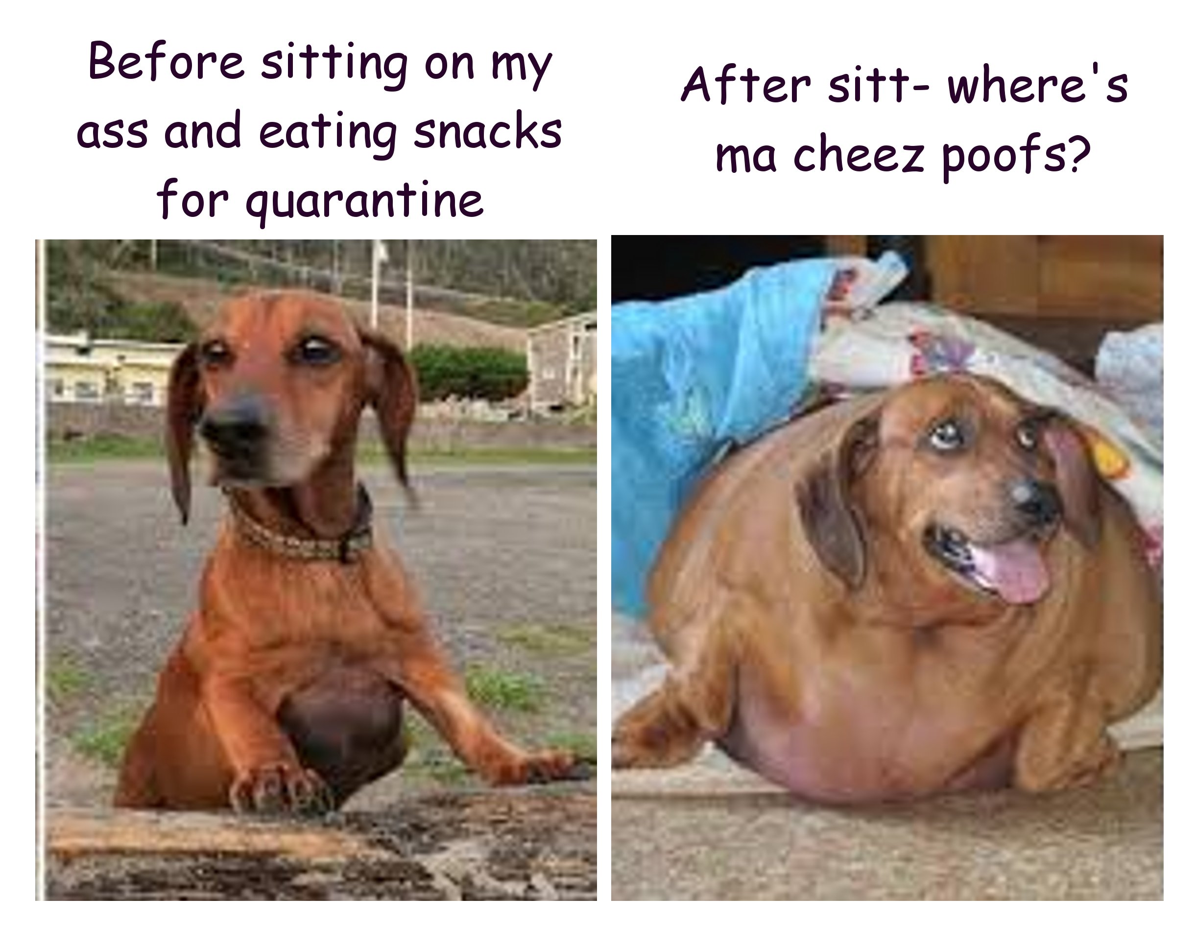 skinny versus fat dog before after photos - Before sitting on my ass and eating snacks for quarantine - After sitt where's ma cheez poofs?
