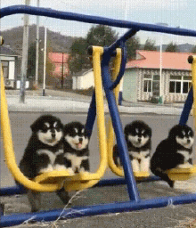 swing animals