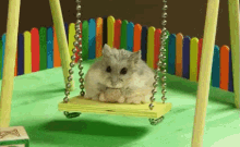 tiny hamster in tiny playground