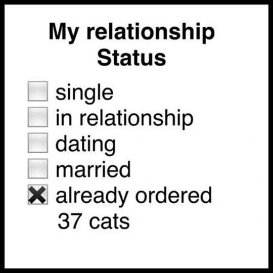 relationship status funny quotes - My relationship Status single in relationship dating married X already ordered 37 cats