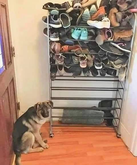 dog shoe rack meme