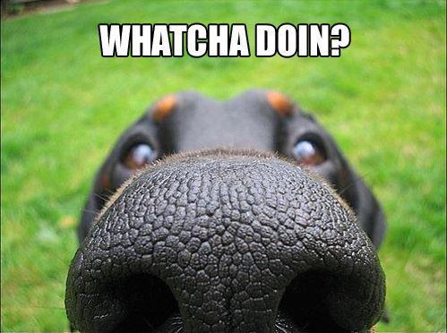 whatcha doin dog - Whatcha Doin?