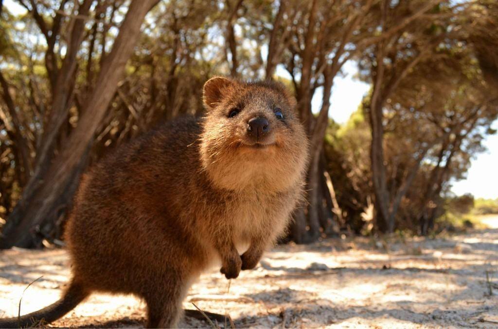 australian cute animals