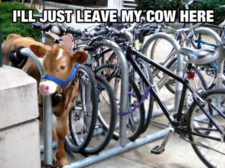 funny clean cow memes - I'Ll Just Leave My Cow Here