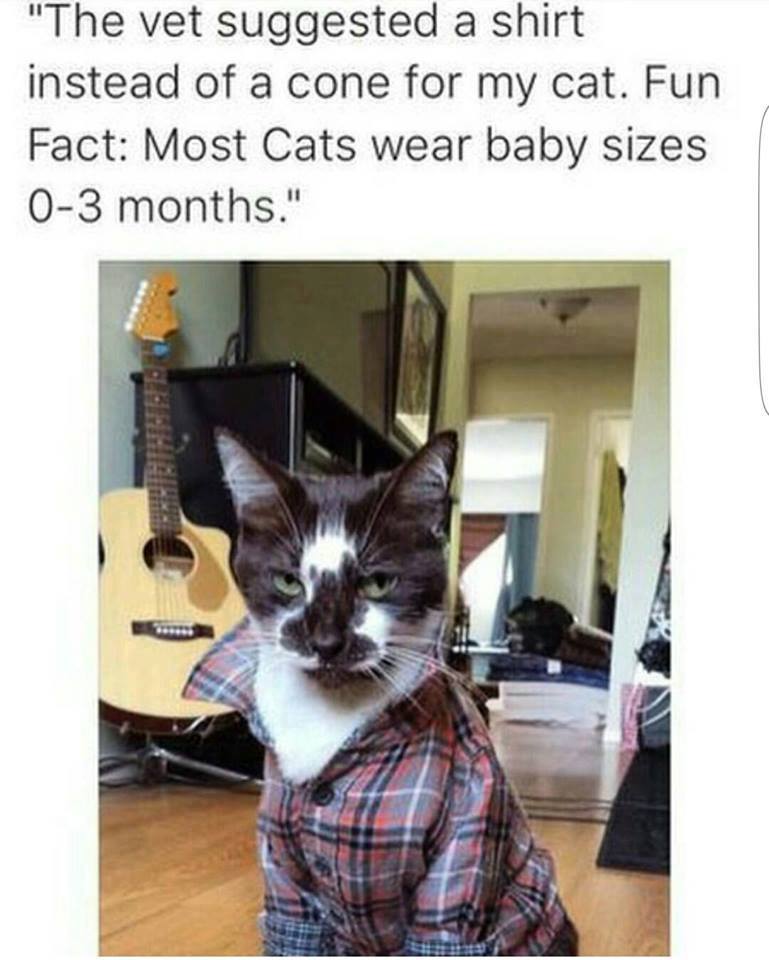 most cats wear baby clothes - "The vet suggested a shirt instead of a cone for my cat. Fun Fact Most Cats wear baby sizes 03 months."