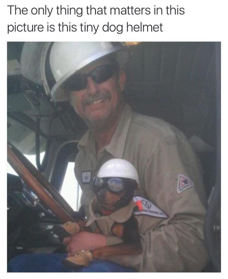 photo caption - The only thing that matters in this picture is this tiny dog helmet