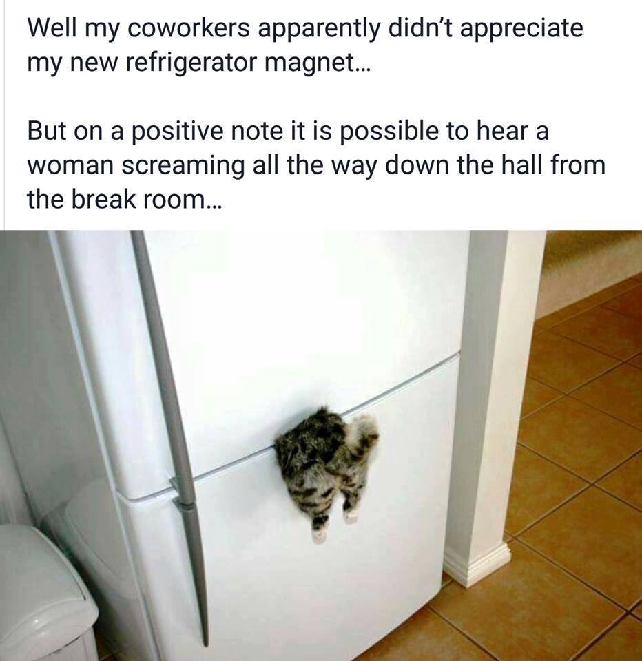 fridge magnet cat - Well my coworkers apparently didn't appreciate my new refrigerator magnet... But on a positive note it is possible to hear a woman screaming all the way down the hall from the break room...