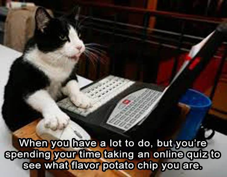 cat on computer - When you have a lot to do, but you're spending your time taking an online quiz to see what flavor potato chip you are.