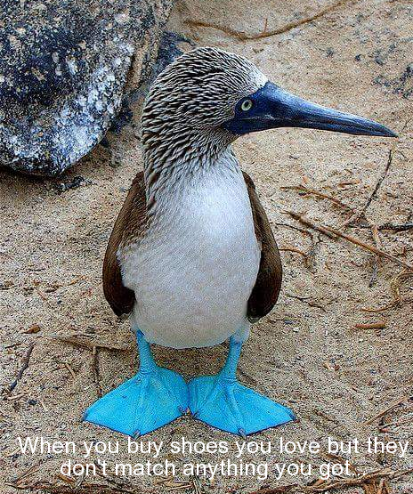 blue feet bird - When you buy shoes you love but they don't match anything you got Ser Ing T